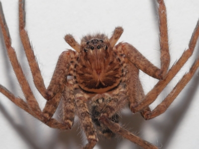 Heteropoda jugulans (Brown Huntsman Spider) at Wellington Point, QLD - 8 May 2023 by TimL