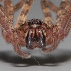 Heteropoda jugulans at Wellington Point, QLD - suppressed