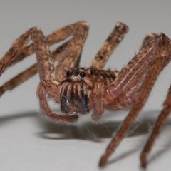 Heteropoda jugulans at Wellington Point, QLD - suppressed