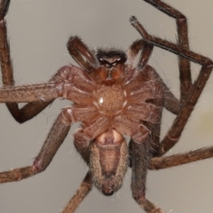 Heteropoda jugulans at Wellington Point, QLD - suppressed