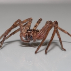 Heteropoda jugulans at Wellington Point, QLD - suppressed