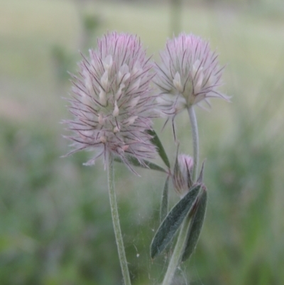 Trifolium arvense (Haresfoot Clover) at Gordon, ACT - 12 Nov 2022 by MichaelBedingfield