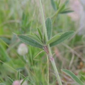 Trifolium arvense at Gordon, ACT - 12 Nov 2022 06:23 PM