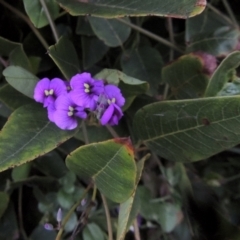 Hardenbergia violacea (False Sarsaparilla) at Gordon, ACT - 12 Nov 2022 by michaelb