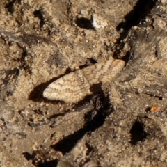 Scopula rubraria (Reddish Wave, Plantain Moth) at Wingecarribee Local Government Area - 5 May 2023 by GlossyGal