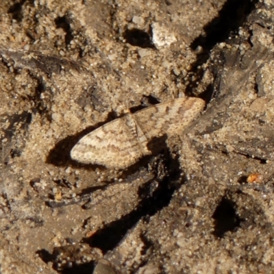 Scopula rubraria (Reddish Wave, Plantain Moth) at Wingecarribee Local Government Area - 5 May 2023 by GlossyGal