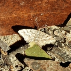 Scopula rubraria at High Range, NSW - 5 May 2023 10:40 AM