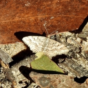 Scopula rubraria at High Range, NSW - 5 May 2023