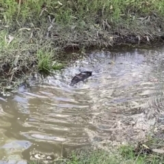 Ornithorhynchus anatinus (Platypus) at Albury - 8 May 2023 by AlburyCityEnviros