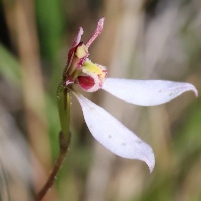 Eriochilus cucullatus (Parson's Bands) at Yackandandah, VIC - 9 May 2023 by KylieWaldon