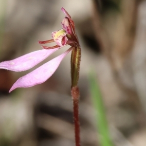 Eriochilus cucullatus at Yackandandah, VIC - 9 May 2023