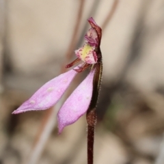 Eriochilus cucullatus at Yackandandah, VIC - 9 May 2023