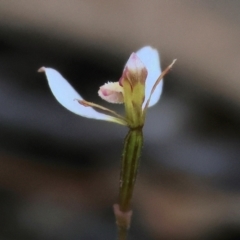 Eriochilus cucullatus at Yackandandah, VIC - 9 May 2023