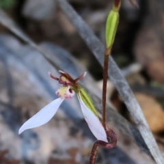 Eriochilus cucullatus at Yackandandah, VIC - 9 May 2023