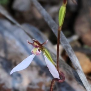 Eriochilus cucullatus at Yackandandah, VIC - suppressed