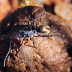 Camponotus suffusus (Golden-tailed sugar ant) at Yackandandah, VIC - 9 May 2023 by KylieWaldon