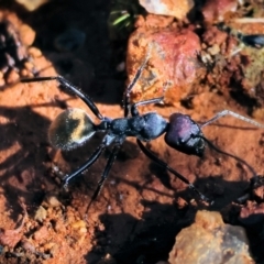 Camponotus suffusus at Yackandandah, VIC - suppressed