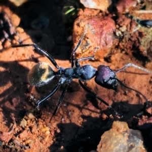 Camponotus suffusus at Yackandandah, VIC - suppressed