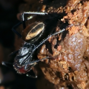 Camponotus suffusus at Yackandandah, VIC - suppressed