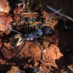 Camponotus suffusus at Yackandandah, VIC - suppressed