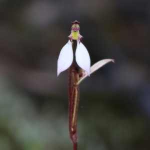 Eriochilus cucullatus at Yackandandah, VIC - 9 May 2023