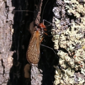 Chorista australis at Yackandandah, VIC - suppressed