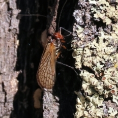 Unidentified Scorpionfly and Hangingfly (Mecoptera) at Yackandandah, VIC - 9 May 2023 by KylieWaldon