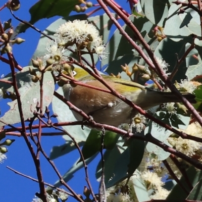 Zosterops lateralis (Silvereye) at Yackandandah, VIC - 9 May 2023 by KylieWaldon