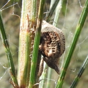 Gonipterus sp. (genus) at Burradoo, NSW - 15 Mar 2023