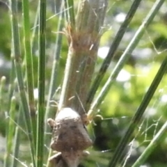 Gonipterus sp. (genus) at Burradoo, NSW - suppressed