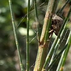 Gonipterus sp. (genus) at Burradoo, NSW - suppressed