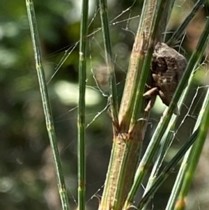 Gonipterus sp. (genus) at Burradoo, NSW - 15 Mar 2023