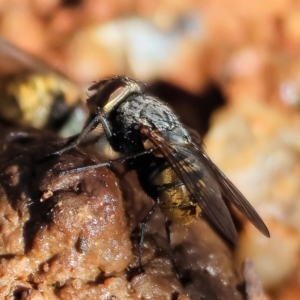 Calliphora stygia at Yackandandah, VIC - suppressed