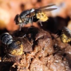 Calliphora stygia at Yackandandah, VIC - suppressed