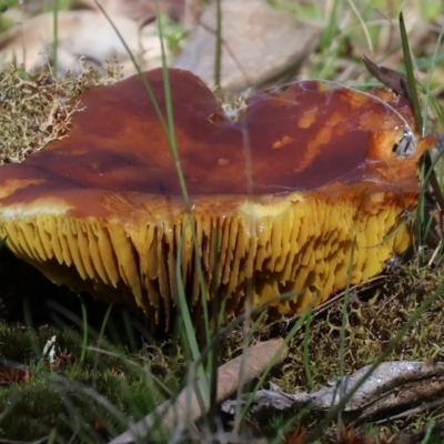 Unidentified Cap on a stem; gills below cap [mushrooms or mushroom-like] at Yackandandah, VIC - 9 May 2023 by KylieWaldon