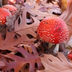 Amanita muscaria (Fly Agaric) at Yackandandah, VIC - 9 May 2023 by KylieWaldon