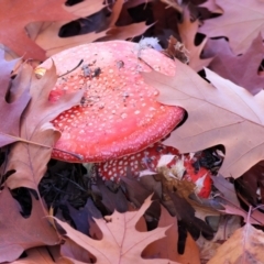 Amanita muscaria at Yackandandah, VIC - 9 May 2023 10:40 PM