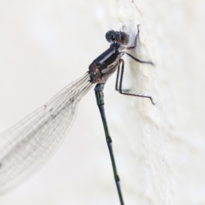 Austrolestes leda at Chapman, ACT - 9 May 2023 01:05 PM