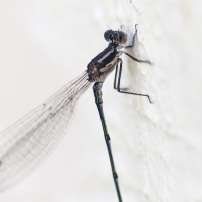 Austrolestes leda (Wandering Ringtail) at Chapman, ACT - 9 May 2023 by SWishart