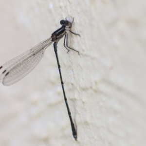 Austrolestes leda at Chapman, ACT - 9 May 2023 01:05 PM