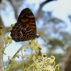 Geitoneura acantha (Ringed Xenica) at Bundanoon, NSW - 18 Jan 2023 by GlossyGal