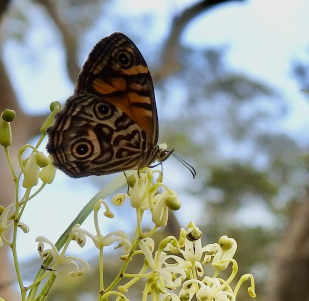 Geitoneura acantha at Bundanoon, NSW - 18 Jan 2023