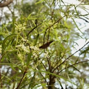 Geitoneura acantha at Bundanoon, NSW - 18 Jan 2023