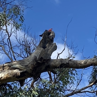 Callocephalon fimbriatum (Gang-gang Cockatoo) at Ainslie, ACT - 9 May 2023 by Steve_Bok