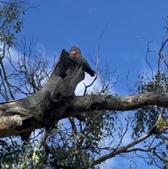 Callocephalon fimbriatum at Ainslie, ACT - suppressed