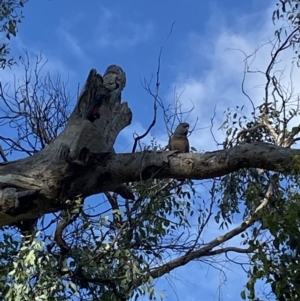 Callocephalon fimbriatum at Ainslie, ACT - suppressed