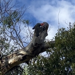 Callocephalon fimbriatum at Ainslie, ACT - suppressed