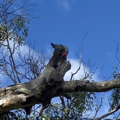 Callocephalon fimbriatum at Ainslie, ACT - suppressed