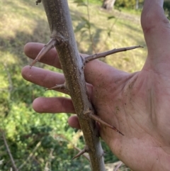 Prunus spinosa (Blackthorn, Sloe) at Campbell, ACT - 9 May 2023 by Steve_Bok