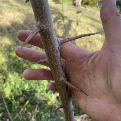 Prunus spinosa (Blackthorn, Sloe) at Mount Ainslie - 9 May 2023 by Steve_Bok